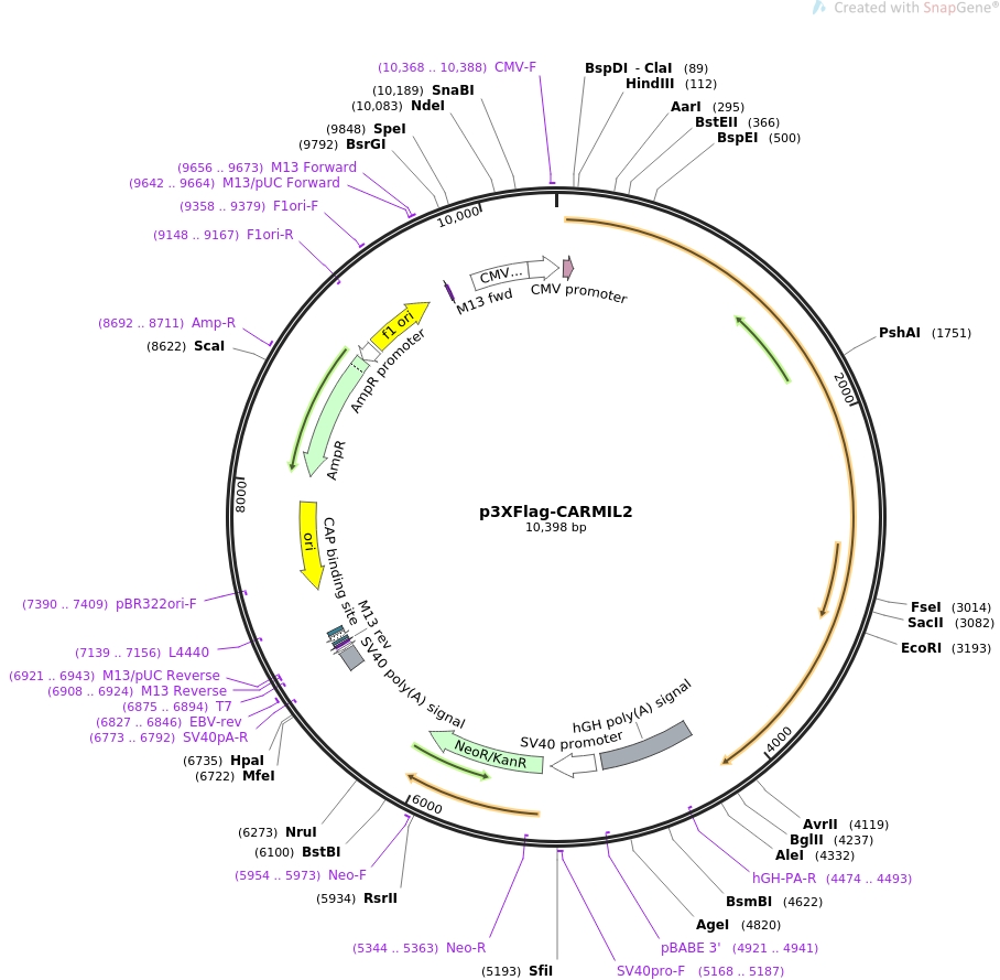 Addgene: P3Xflag-Carmil2