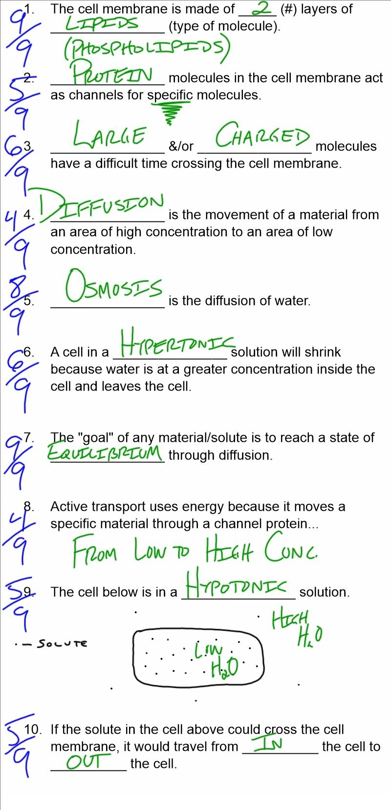 Biodub Help For Thursday&#039;s Quizlet On The Cell Membrane