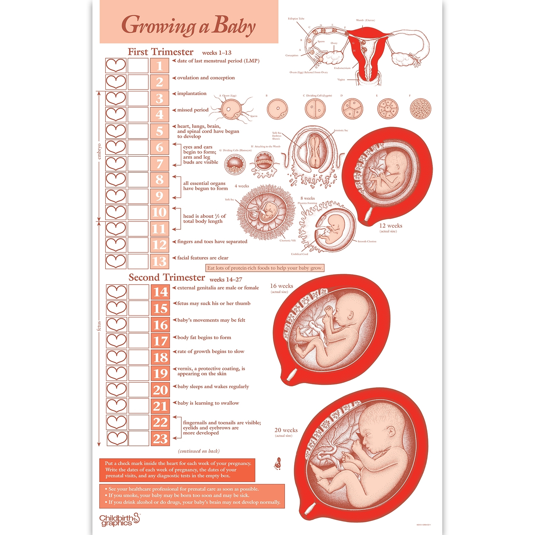 Growing A Baby Chart, English