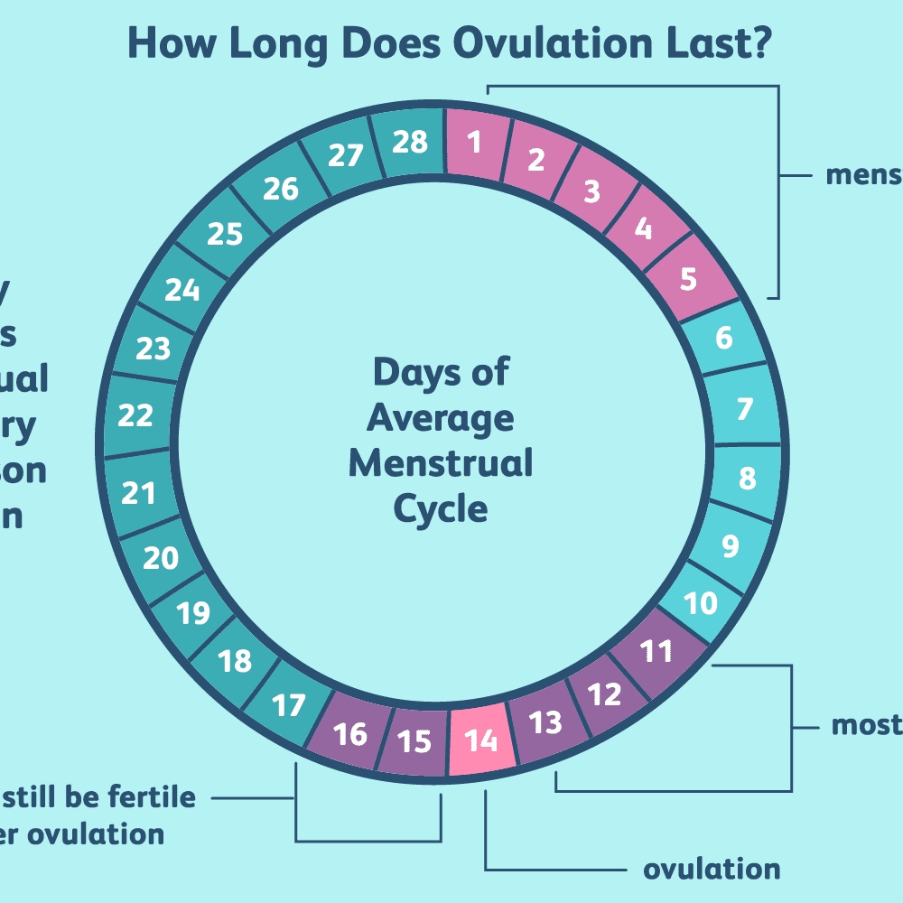 How Long Does Ovulation And Your Fertile Window Last?