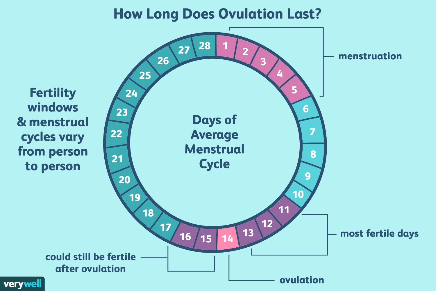 How Long Does Ovulation And Your Fertile Window Last?