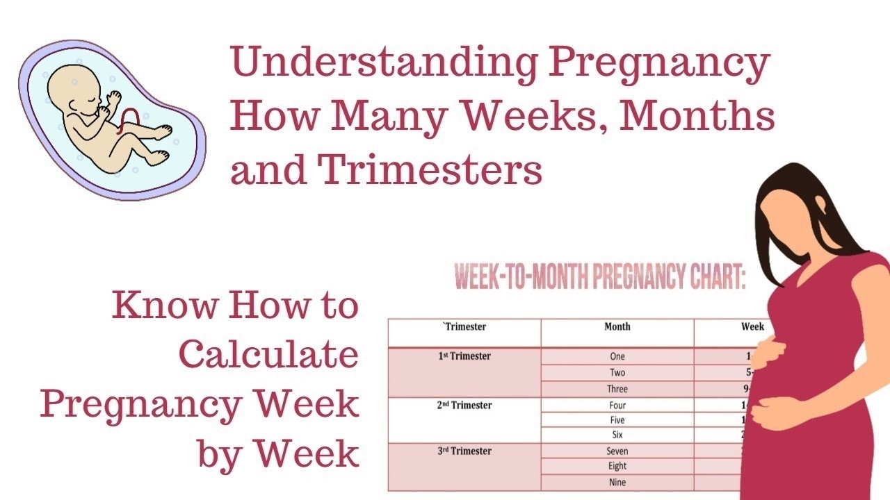 How To Calculate Your Pregnancyweeks, Months