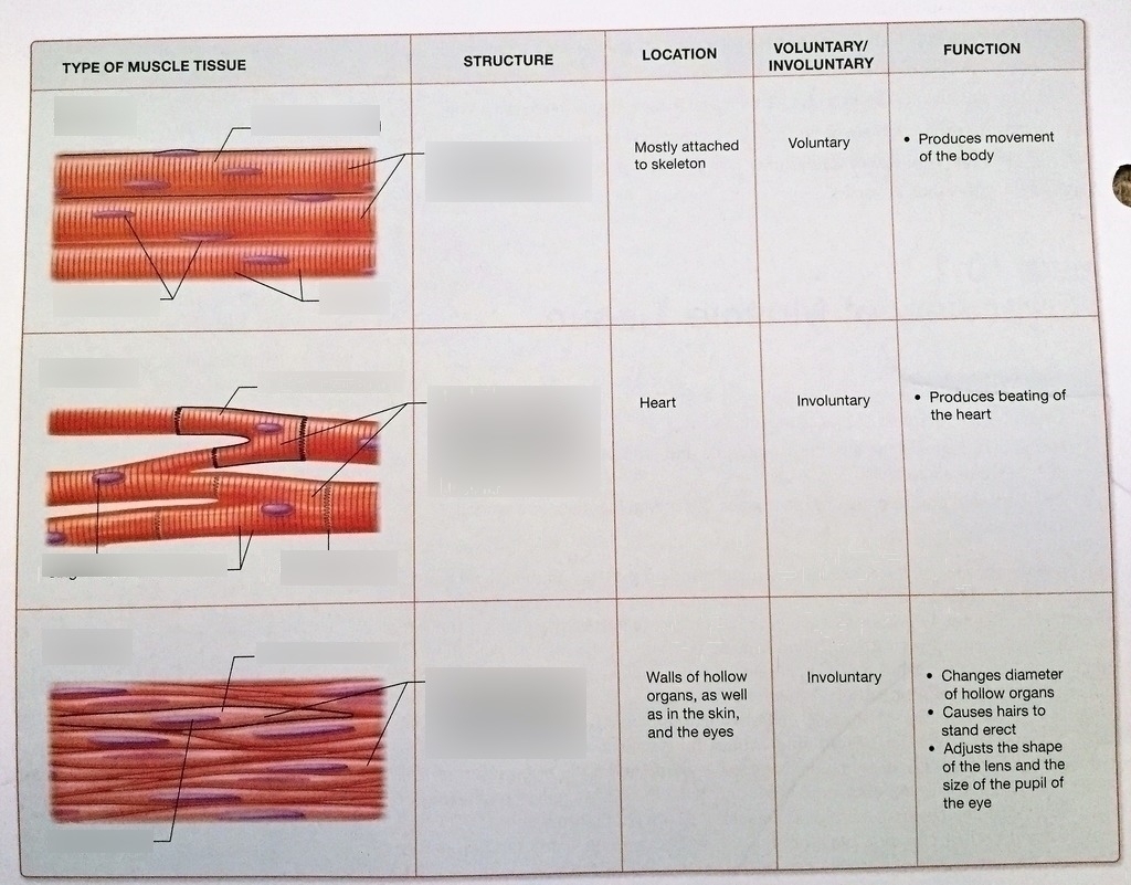 Muscle Tissue Diagram | Quizlet