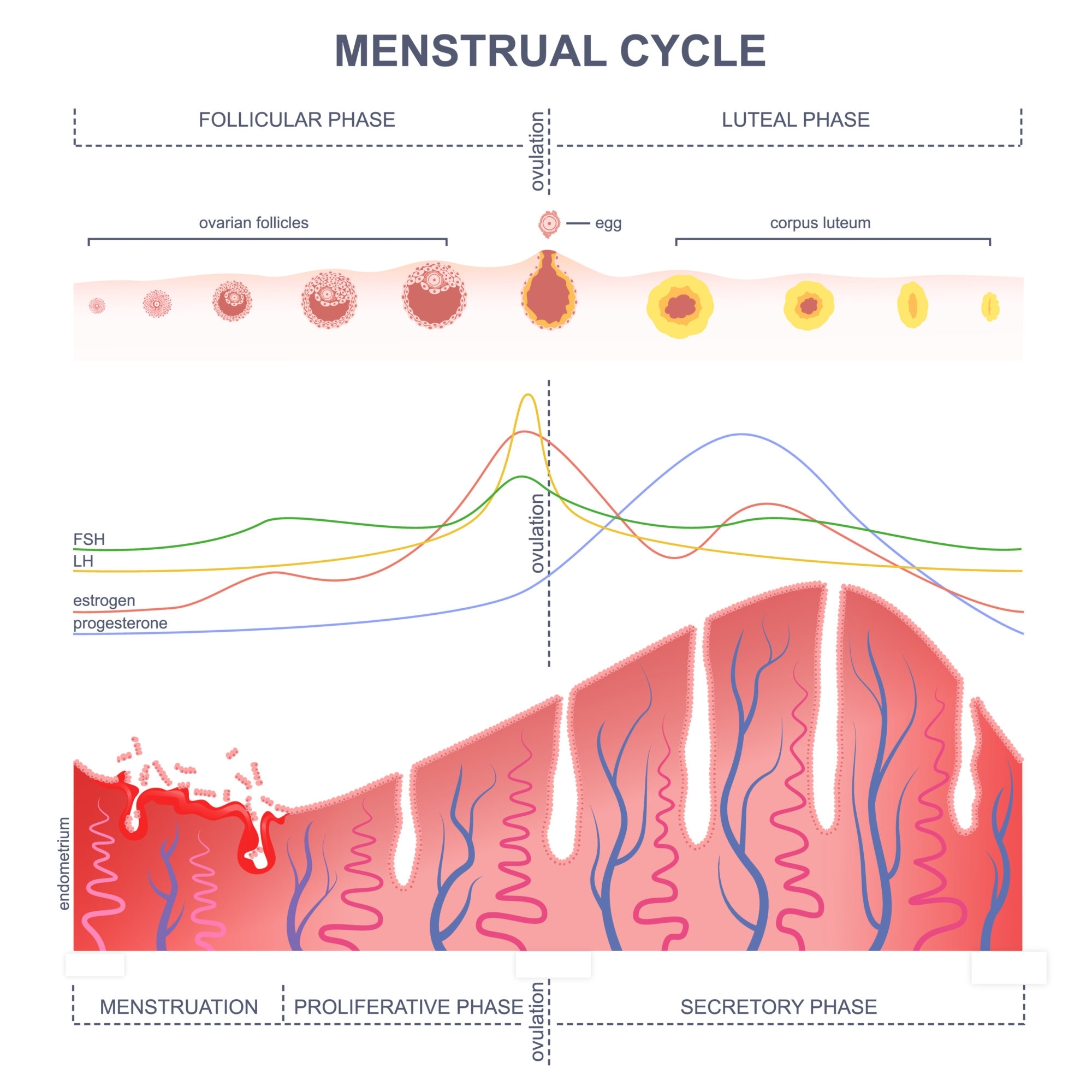 Ovulation Questions - American Pregnancy Association