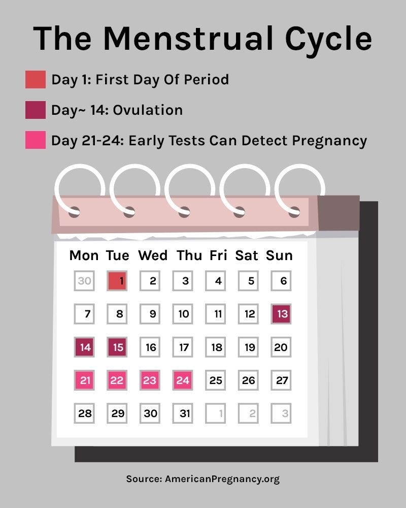 Menstrual Cycle Ovulation Calendar And Phases Ovulation Calendar ...