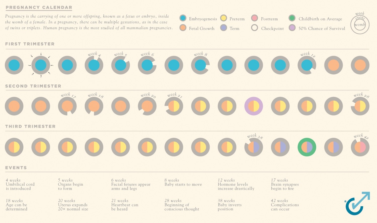 Pregnancy Calendar | Visual.ly