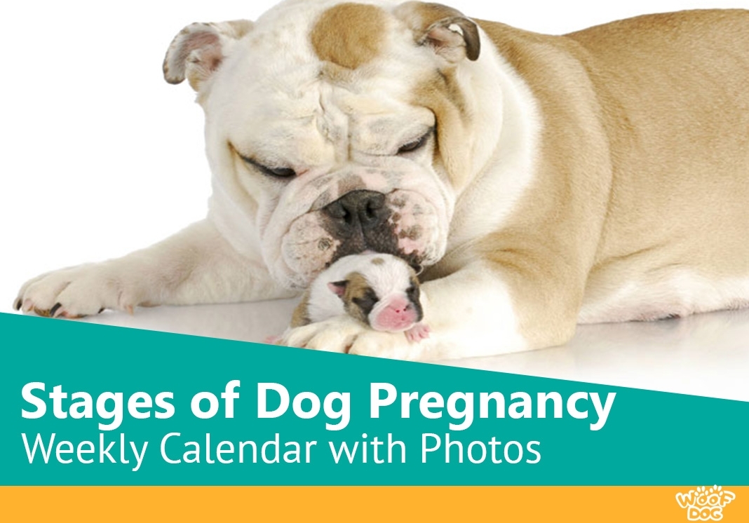 Stages Of Dog Pregnancy - Weekweek With Photos