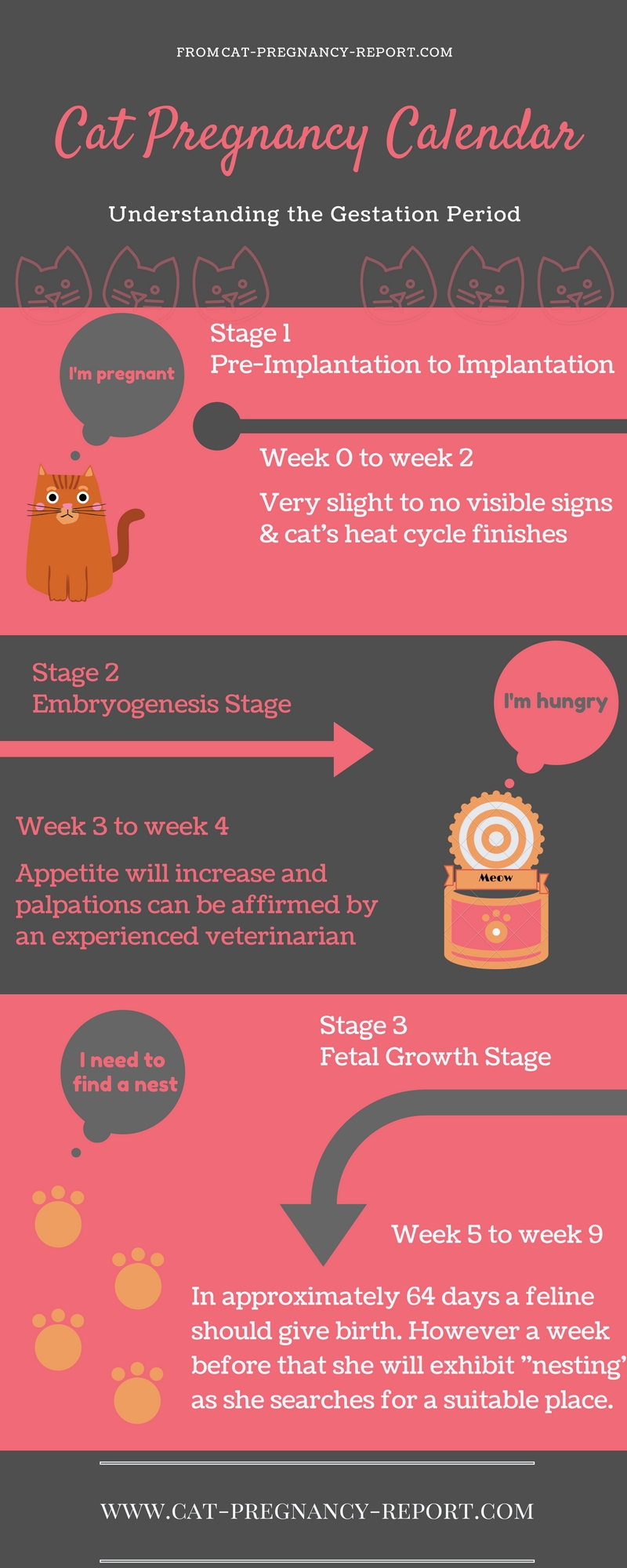 Cat Pregnancy Calendar - A Stage-By-Stage Description - Cat