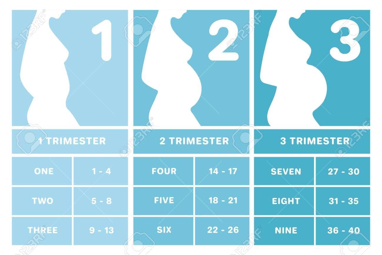 Pregnancy Calendar 3 Weeks | Month Calendar Printable