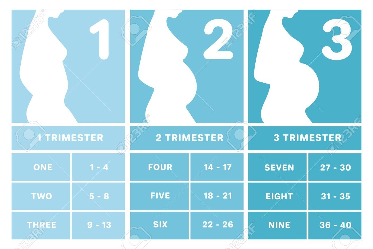 Pregnancy Week By Month Chart