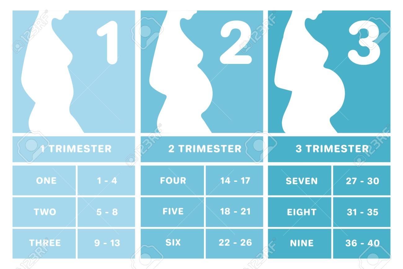 Pregnancy Month Calendar Gayle Johnath