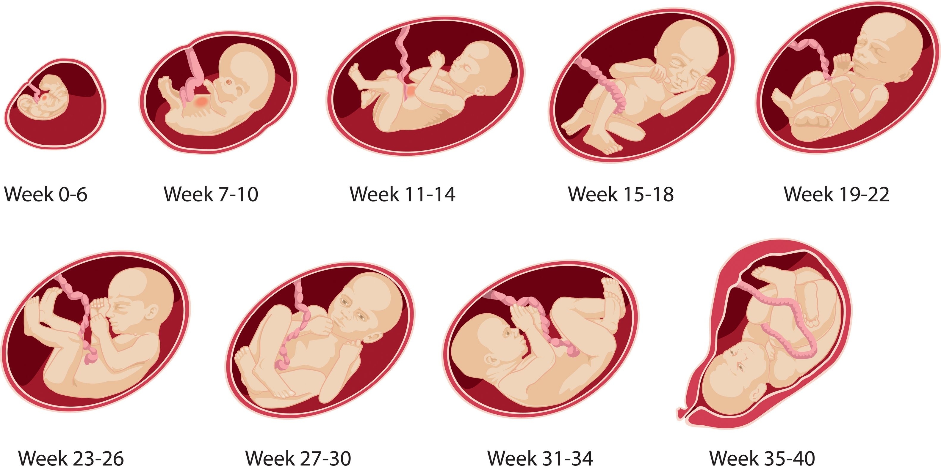 8 Months Baby In Womb