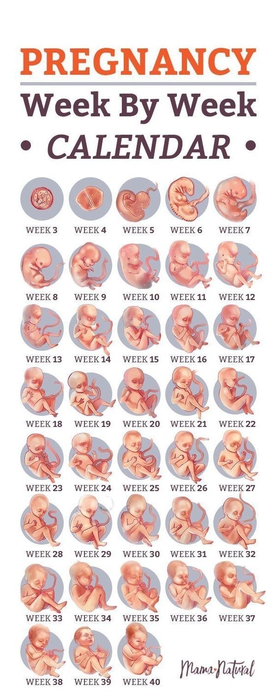 Pregnancy Calendar 3 Weeks Month Calendar Printable